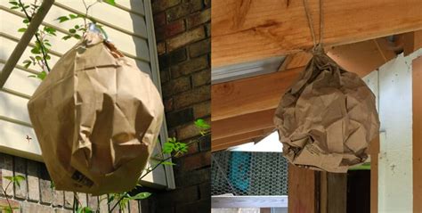 brown paper bag fake wasp nest|wasp nest paper bag.